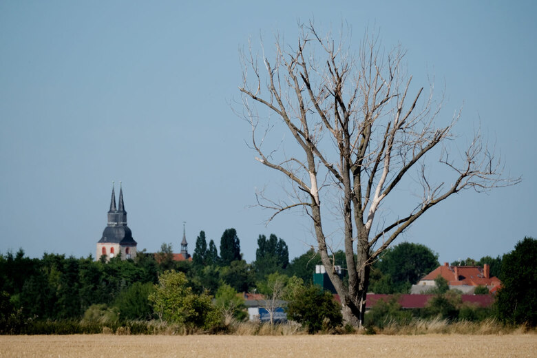 Eine dürre Pappel steht auf einem ausgetrockneten Feld.